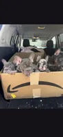Debow Big Rope Fluffy Carrier, a male French Bulldog for sale in Houston, TX – 2 of 8