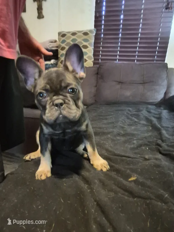 Bebe Fluffy Carrier – French Bulldog puppy for sale in Houston, TX