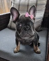 Bebe Fluffy Carrier, a female French Bulldog for sale in Houston, TX – 1 of 9