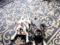 Bebe Fluffy Carrier, a female French Bulldog for sale in Houston, TX – 2 of 9