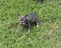 Debow Big Rope Fluffy Carrier, a male French Bulldog for sale in Houston, TX – 3 of 8