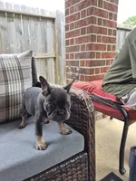 Bebe Fluffy Carrier, a female French Bulldog for sale in Houston, TX – 6 of 9