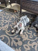 Jax Fluffy Carrier, a male French Bulldog for sale in Houston, TX – 4 of 8