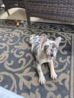 Jax Fluffy Carrier, a male French Bulldog for sale in Houston, TX – 3 of 8