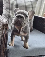 Juju Big Rope Fluffy Carrier, a female French Bulldog for sale in Houston, TX – 2 of 8