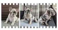 Jax Fluffy Carrier, a male French Bulldog for sale in Houston, TX – 2 of 8