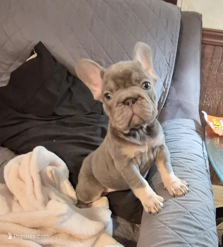 Juju Big Rope Fluffy Carrier – French Bulldog puppy for sale in Houston, TX