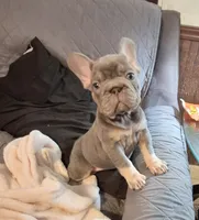 Juju Big Rope Fluffy Carrier, a female French Bulldog for sale in Houston, TX – 1 of 8