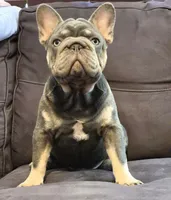 Debow AKC Big Rope Fluffy Carrier, a male French Bulldog for sale in Houston, TX – 2 of 10