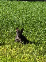 Bebe Fluffy Carrier, a female French Bulldog for sale in Houston, TX – 4 of 9