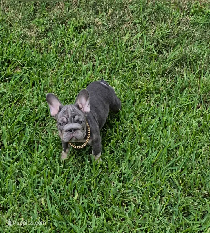 Debow Big Rope Fluffy Carrier – French Bulldog puppy for sale in Houston, TX