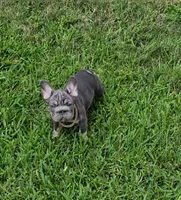 Debow Big Rope Fluffy Carrier, a male French Bulldog for sale in Houston, TX – 1 of 8