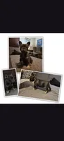 Bebe Fluffy Carrier, a female French Bulldog for sale in Houston, TX – 3 of 9