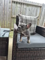 Juju Big Rope Fluffy Carrier, a female French Bulldog for sale in Houston, TX – 5 of 8