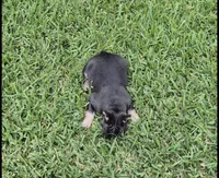 Bebe Fluffy Carrier, a female French Bulldog for sale in Houston, TX – 5 of 9