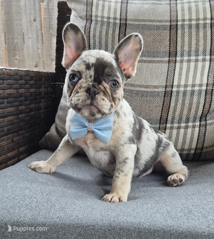 Jax Fluffy Carrier – French Bulldog puppy for sale in Houston, TX