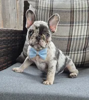 Jax Fluffy Carrier, a male French Bulldog for sale in Houston, TX – 1 of 8