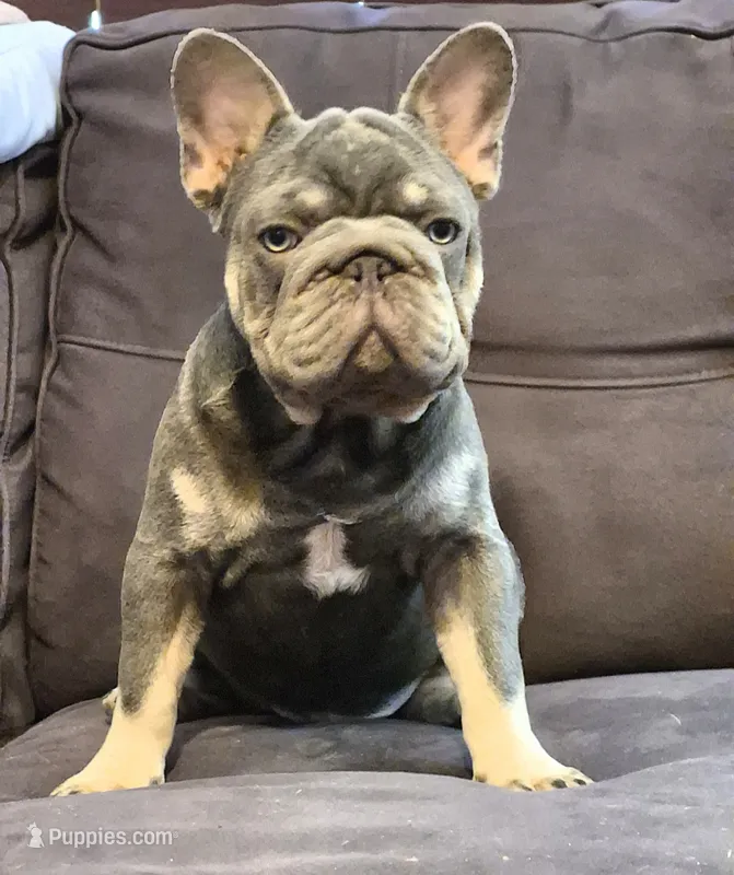 Debow AKC Big Rope Fluffy Carrier – French Bulldog puppy for sale in Houston, TX