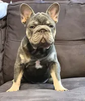Debow AKC Big Rope Fluffy Carrier, a male French Bulldog for sale in Houston, TX – 1 of 10