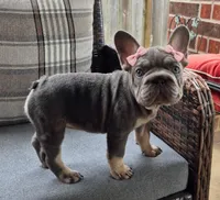 Juju Big Rope Fluffy Carrier, a female French Bulldog for sale in Houston, TX – 4 of 8