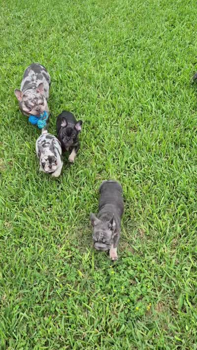 Debow Big Rope Fluffy Carrier, a male French Bulldog for sale in Houston, TX – 8 of 8
