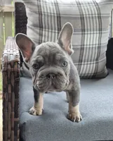 Juju Big Rope Fluffy Carrier, a female French Bulldog for sale in Houston, TX – 6 of 8