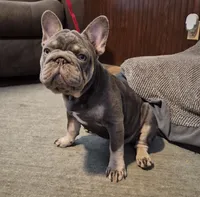 Debow AKC Big Rope Fluffy Carrier, a male French Bulldog for sale in Houston, TX – 8 of 10