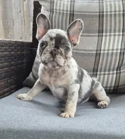 Jax Fluffy Carrier, a male French Bulldog for sale in Houston, TX – 5 of 8