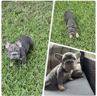 Debow Big Rope Fluffy Carrier, a male French Bulldog for sale in Houston, TX – 6 of 8