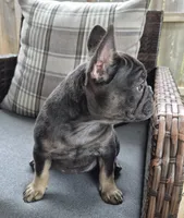 Bebe Fluffy Carrier, a female French Bulldog for sale in Houston, TX – 7 of 9
