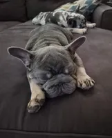 Debow AKC Big Rope Fluffy Carrier, a male French Bulldog for sale in Houston, TX – 5 of 10
