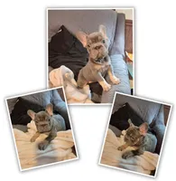 Juju Big Rope Fluffy Carrier, a female French Bulldog for sale in Houston, TX – 3 of 8