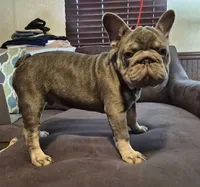 Debow AKC Big Rope Fluffy Carrier, a male French Bulldog for sale in Houston, TX – 4 of 10