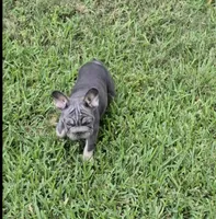 Debow Big Rope Fluffy Carrier, a male French Bulldog for sale in Houston, TX – 5 of 8
