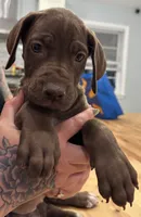 Scarlet, a female Great Dane for sale in Vincentown, NJ – 1 of 1