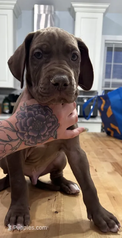 Scooby  – Great Dane puppy for sale in Vincentown, NJ