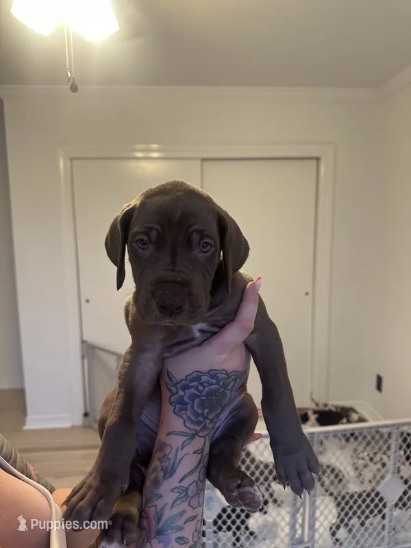 Thor – Great Dane puppy for sale in Vincentown, NJ