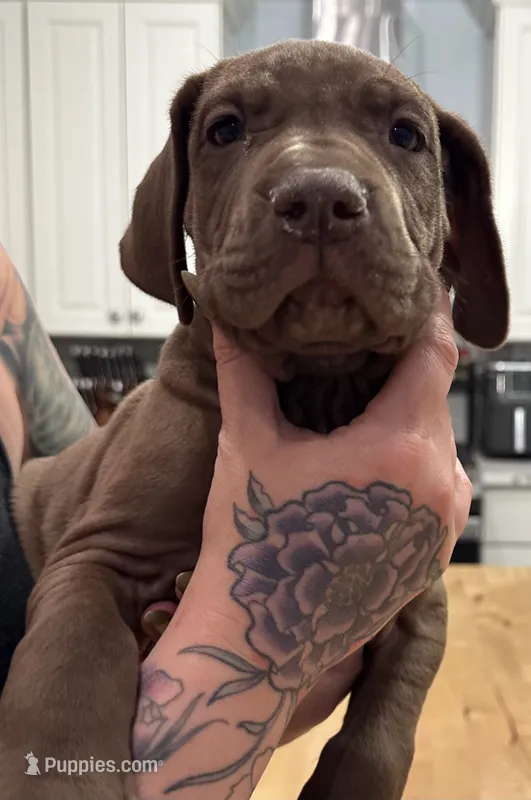Loki – Great Dane puppy for sale in Vincentown, NJ