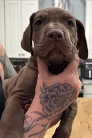 Loki, a male Great Dane for sale in Vincentown, NJ – 1 of 1