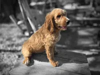 Buck, a male Goldendoodle for sale in Junction City, WI – 3 of 3