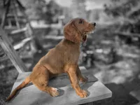 Honey, a female Goldendoodle for sale in Junction City, WI – 3 of 3