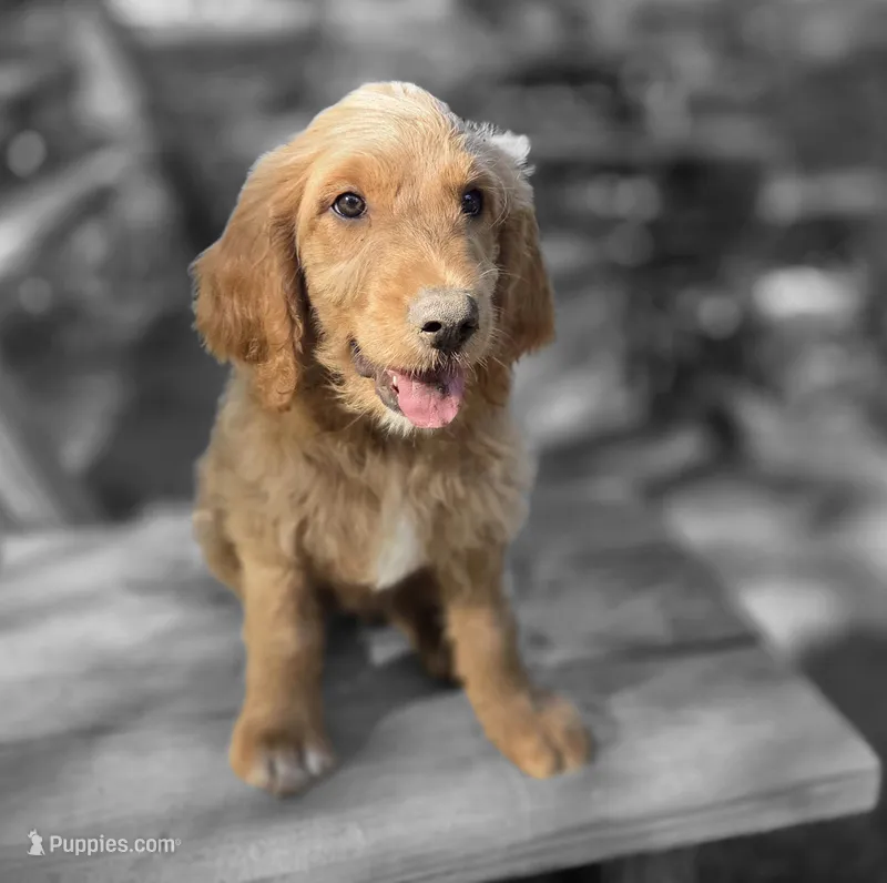 Sugar – Goldendoodle puppy for sale in Junction City, WI