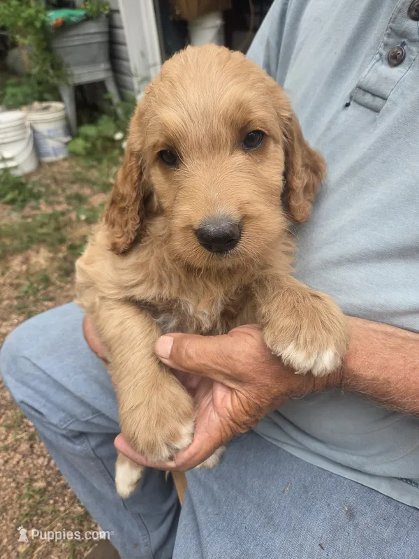 Goldendoodle – Goldendoodle puppy for sale in Junction City, WI