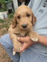 Goldendoodle, a male Goldendoodle for sale in Junction City, WI – 1 of 2
