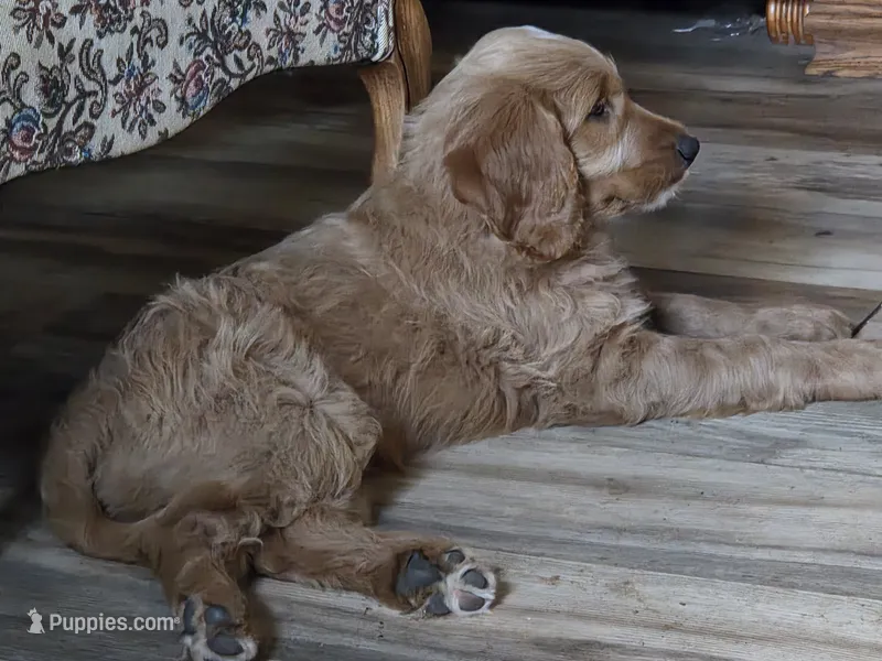Buck – Goldendoodle puppy for sale in Junction City, WI