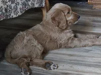 Buck, a male Goldendoodle for sale in Junction City, WI – 1 of 3