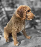 Sugar, a female Goldendoodle for sale in Junction City, WI – 2 of 3
