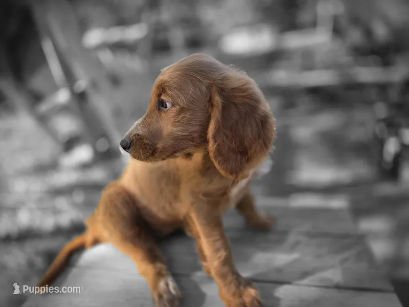 Honey – Goldendoodle puppy for sale in Junction City, WI