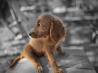 Honey, a female Goldendoodle for sale in Junction City, WI – 1 of 3
