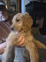 Goldendoodle, a male Goldendoodle for sale in Junction City, WI – 4 of 4